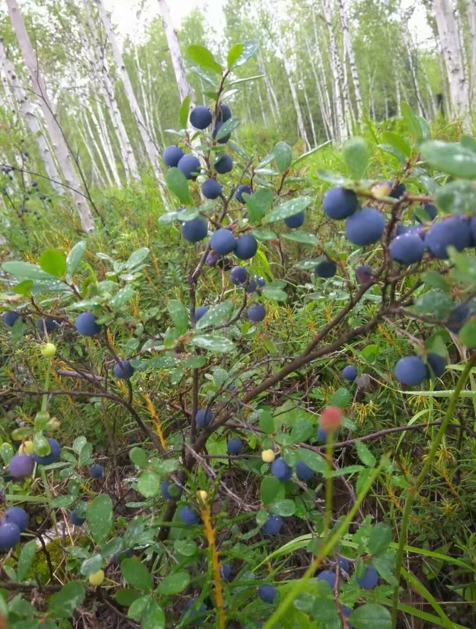 《大兴安岭野生蓝莓》